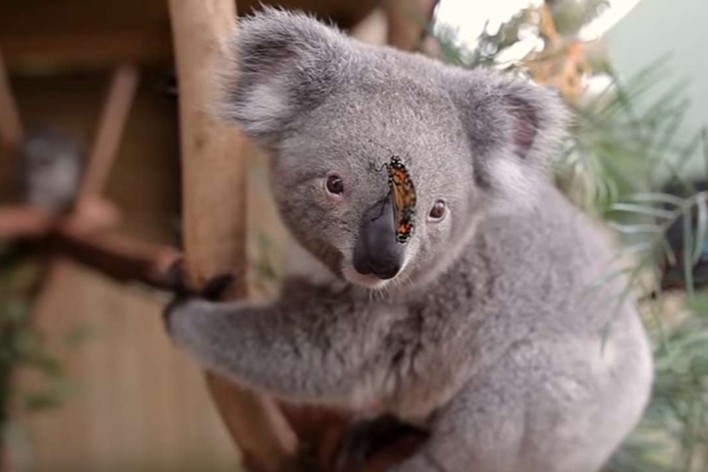 Willow the koala and her butterfly friend. Photo: Symbio Wildlife Park