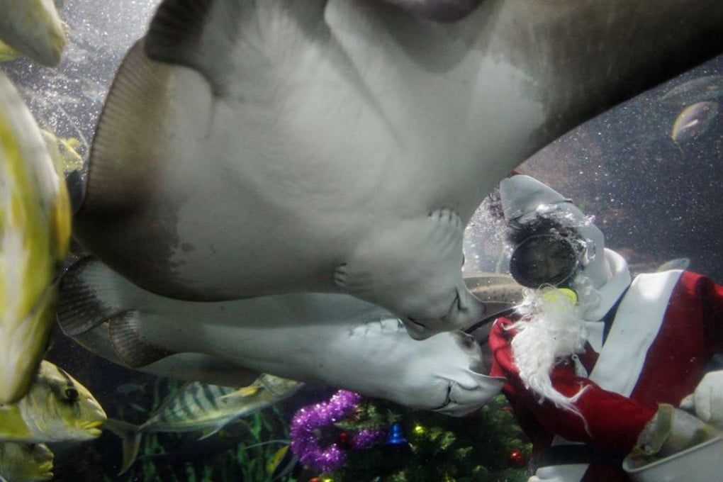 Diver Philip Chan, dressed as Santa Claus, feeds fish during Christmas festivities at the Underwater World Singapore aquarium on the island of Sentosa in December 20, 2013. Photo: Reuters