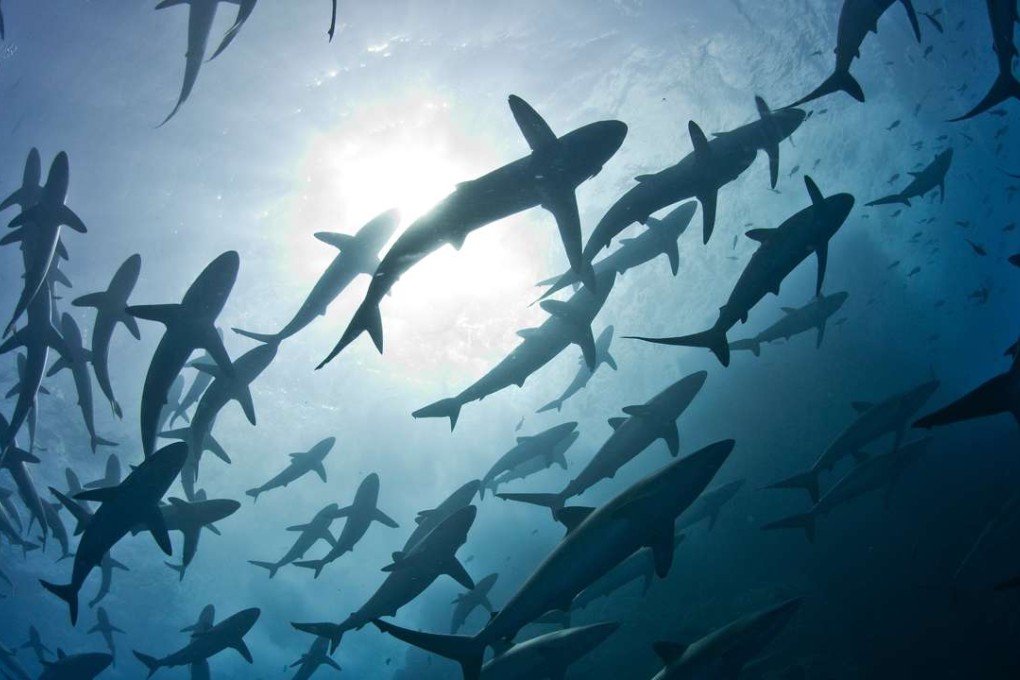 Silky sharks will gain greater protection after the vote. Photo: SCMP Pictures
