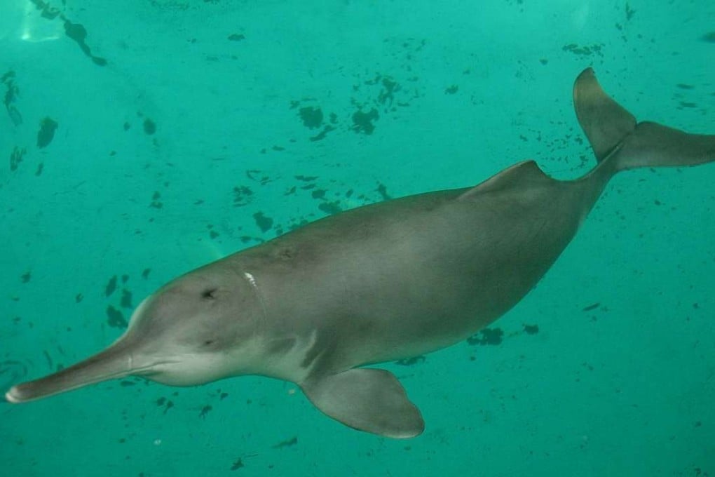 A baiji dolphin was rescued from the Yangtze River in 1980 after being stranded. It was named Qi Qi and transferred to an aquarium in Wuhan, where it died in 2002. Photo: AFP