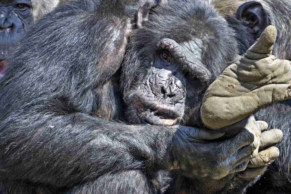 Chimpanzees took part in the study. Photo: Reuters