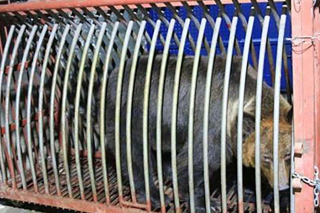 The bear was restrained after being subdued with an anaesthetic dart. Photo: SCMP Pictures