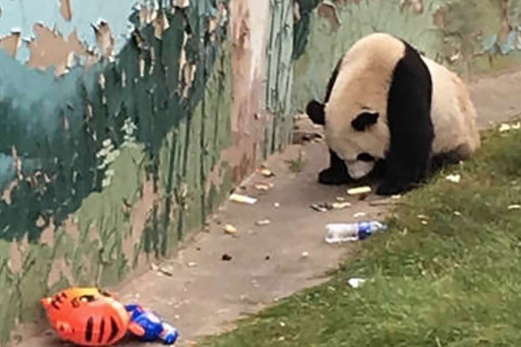 The panda at Taiyuan zoo scrounges through litter dumped in its pen by visitors. Photo: SCMP Photos