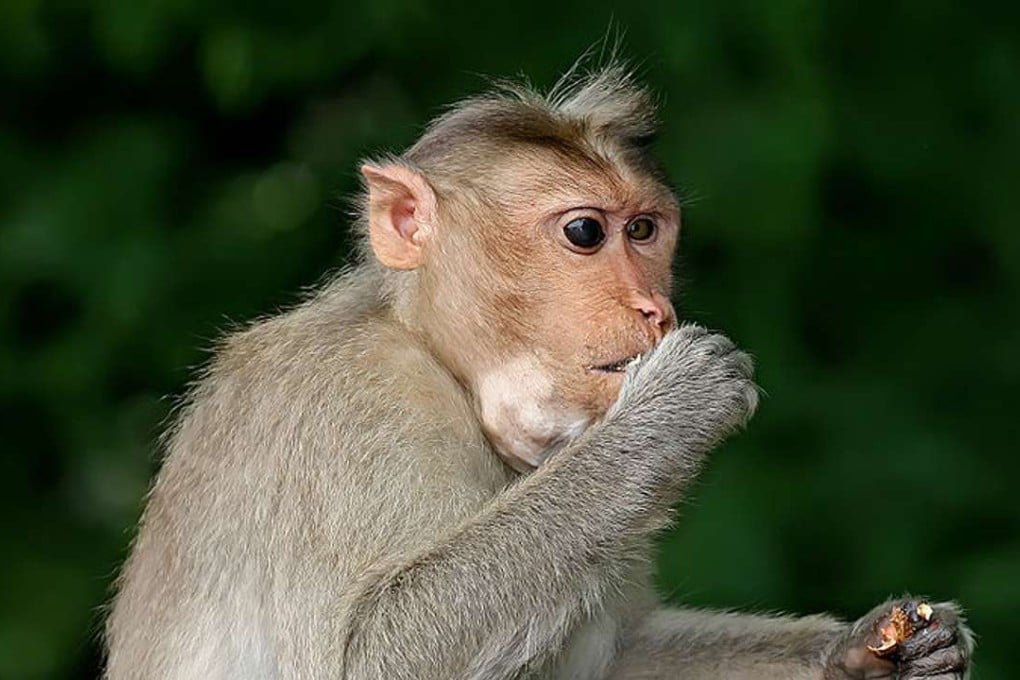 The Japanese study could pave the way to clinical application of the results to regeneration procedures for humans. Photo: Wikipedia