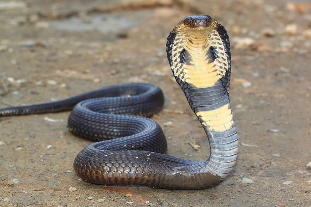 More than 50 baby monocled cobras are being hunted in Nanjing after they were let loose by an unlicenced breeder. Photo: SCMP Pictures