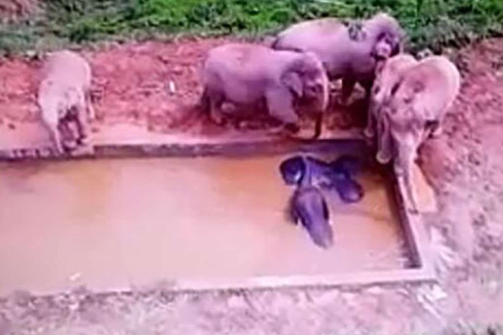 A group of Asian elephants stand next to the pool trying to help the three trapped animals. Photo: SCMP Pictures