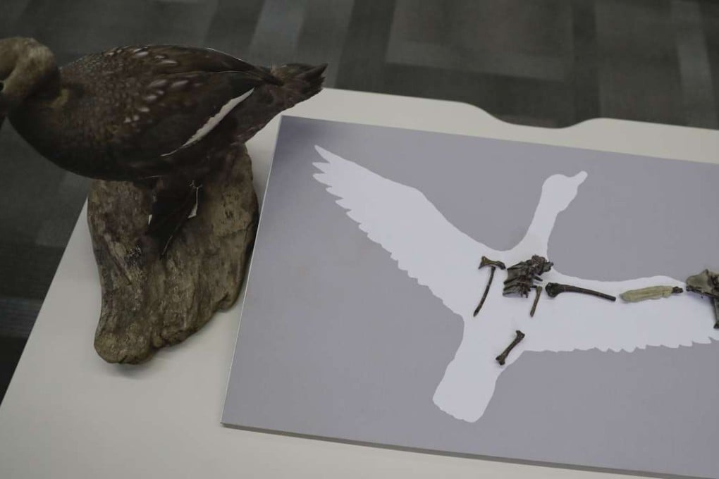 A 70 million year old fossil of the Vegavis Iaai bird that lived in Antarctica’s Vega Island more than 70 million years ago is placed on silhouette and a model of the bird, on a desk before a conference in Buenos Aires, Argentina, on Wednesday. Photo: AP