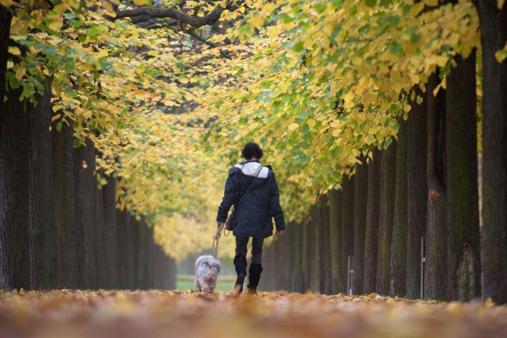 Restrictions on taking dogs in Hong Kong’s public parks mean owners cannot enjoy the benefits that Europeans take for granted. Photo: AP