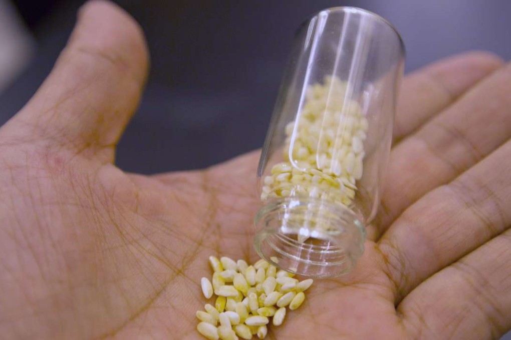 Greenpeace is opposed to the development of Golden Rice. Photo: Simon Song