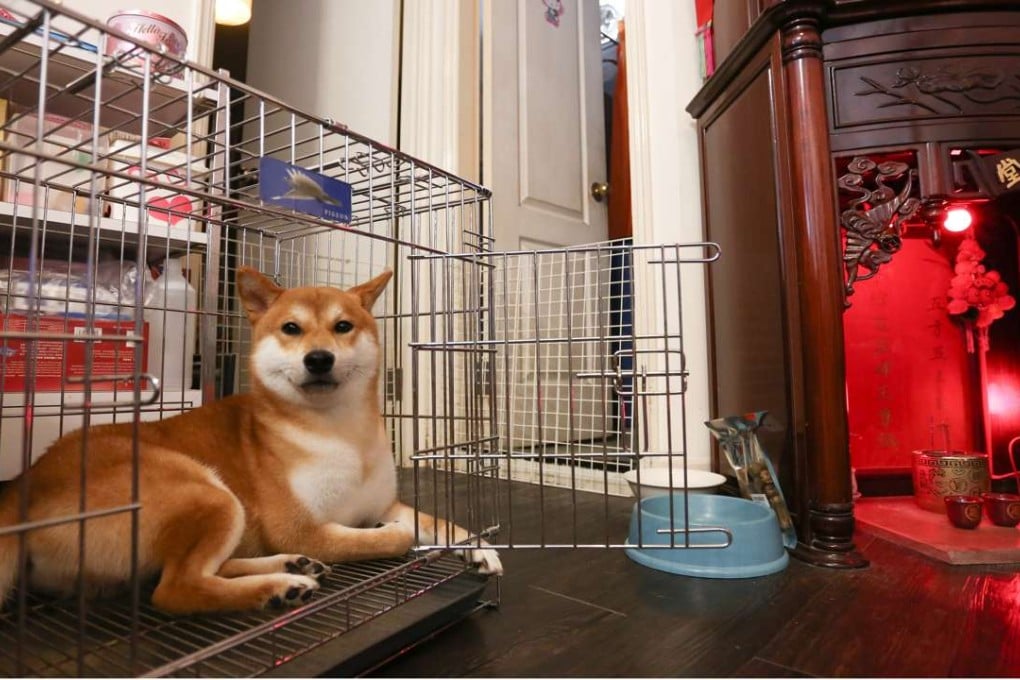 Pets sometimes have to be caged at home, especially if dog ownership is not allowed. Photo: Jonathan Wong