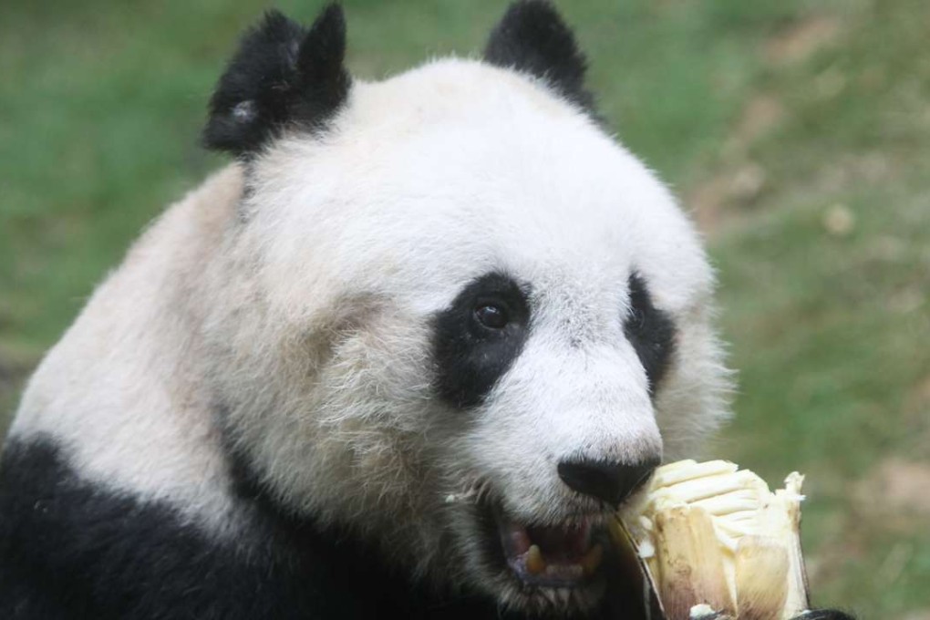 Jia Jia died at Ocean Park at about 6pm on Sunday. Photo: Sam Tsang