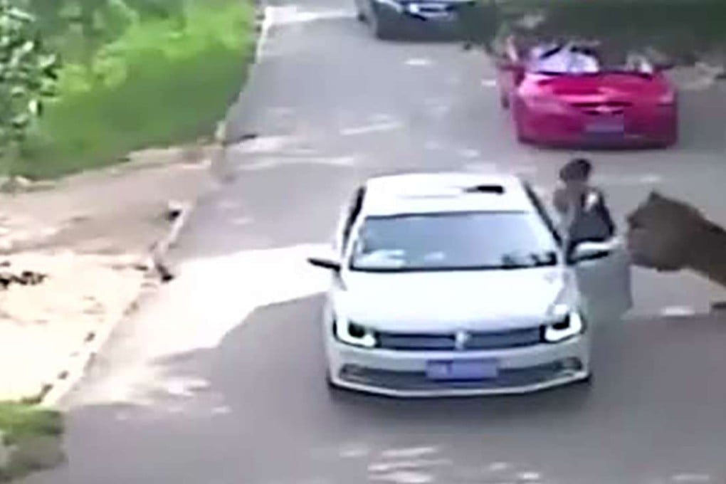 Surveillance footage shows the woman being attacked by a tiger. Photo: SCMP Pictures
