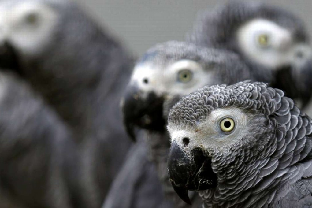 African grey parrots rescued from an illegal trader by Ugandan officials are seen at the Uganda Wildlife Education Centre in Entebbe. Photo: Reuters