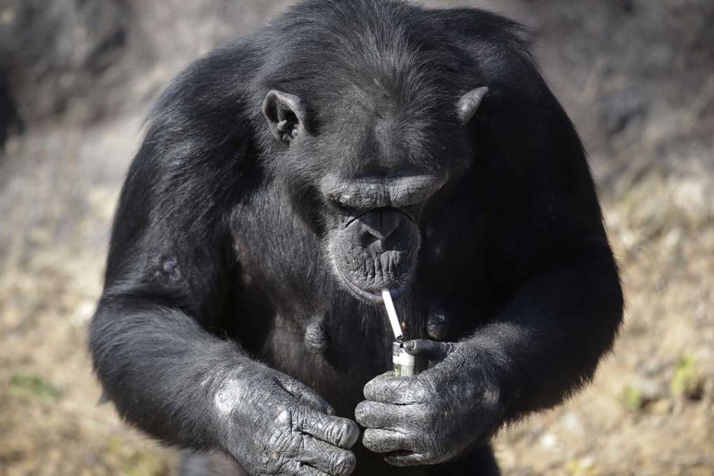Azalea, a 19-year-old female chimpanzee, at the Central Zoo in Pyongyang. Photo: AP