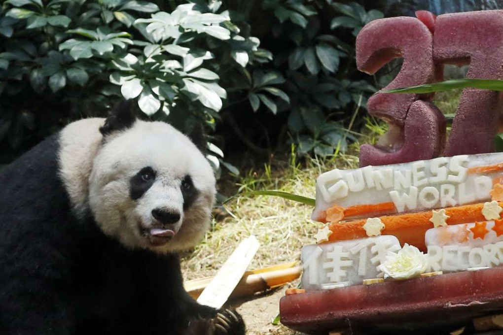 Jia Jia with a birthday cake marking both her 37th birthday and her entry into the Guinness Book of Records as the oldest panda living in captivity, on July 28, 2015. Picture: AP