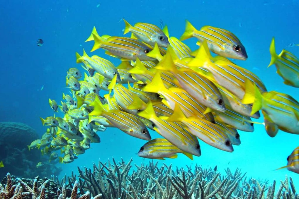 Canberra insists it is doing more than ever before to protect the reef. Photo: TNS