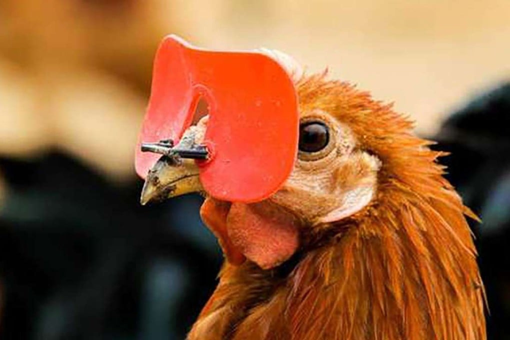 A rooster wearing the red blinkers. Photo: 163.com
