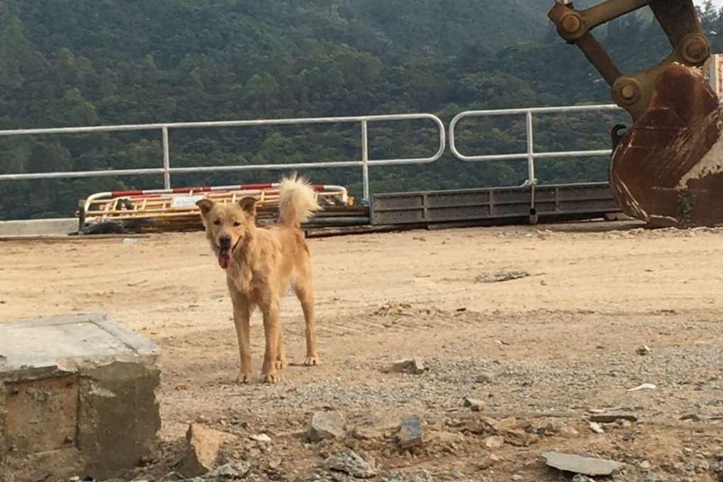 Animal groups believe more than a hundred stray dogs are currently in the Anderson Road Quarry. Photo: SCMP