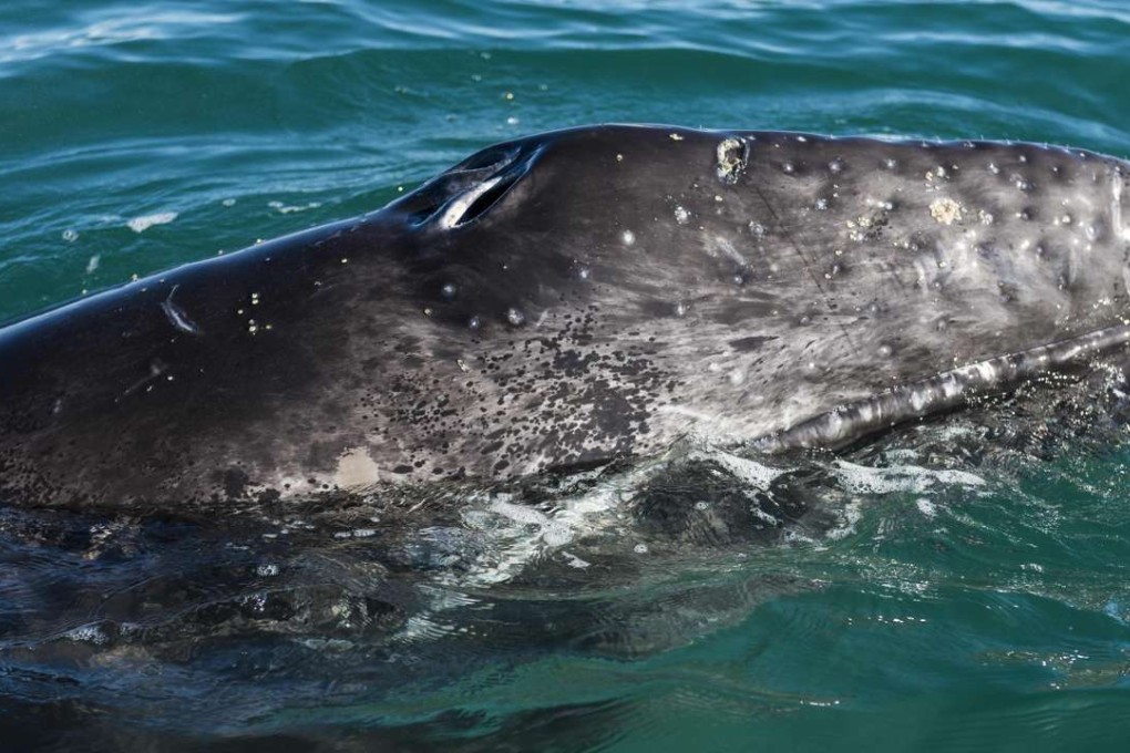A grey whale emerges from the waters of the Ojo de Liebre Lagoon, Baja California Sur State, Mexico. Photo: AFP