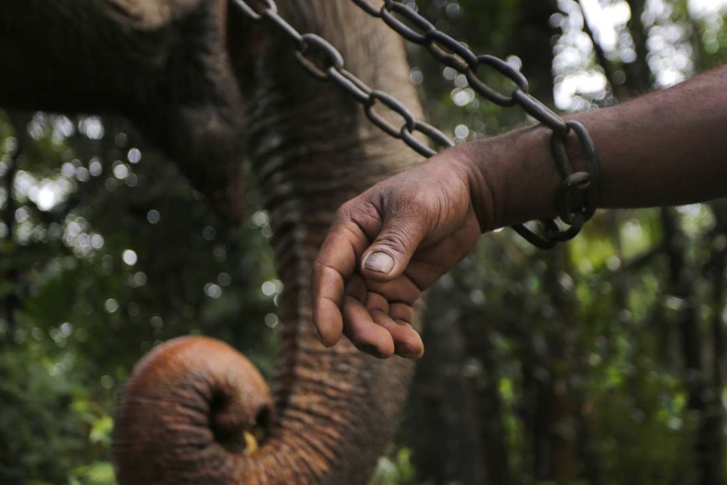 A Sri Lankan mahout rests his hand on an iron chain that is used to tie his tamed elephant. Photo: AP
