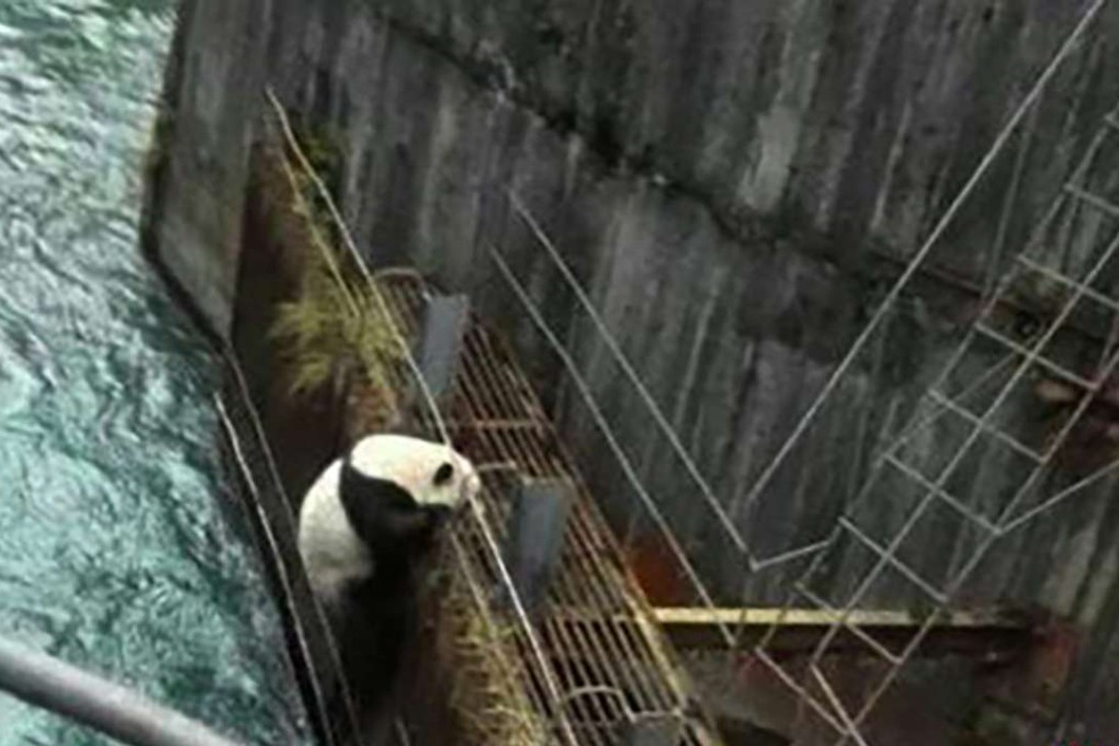 The giant panda struggles to climb onto the metal walkway at the base of the dam before falling into the river and being rescued. Photo: SCMP Pictures