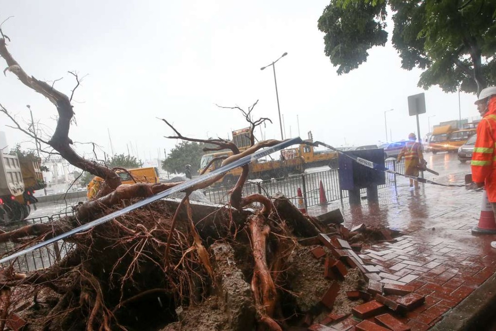 Typhoon Haima damaged a lot of trees in Hong Kong. Photo: David Wong