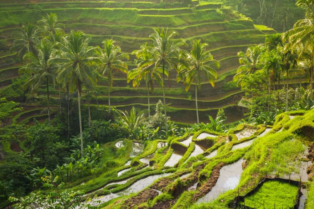 Rice paddies in Bali.