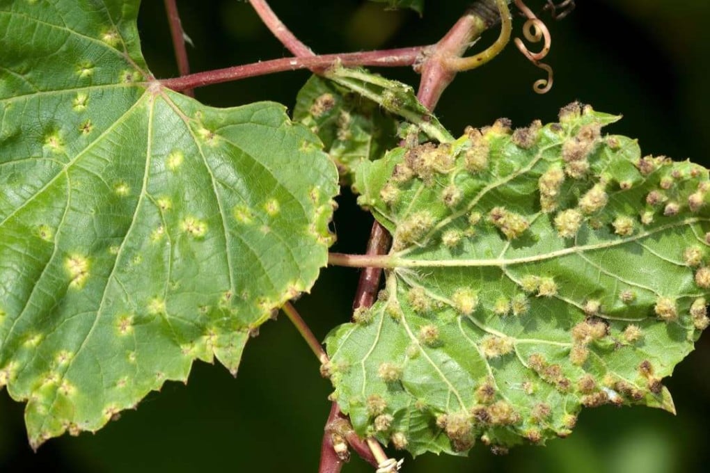 Phylloxera-infested gravevine. Pictures: Alamy
