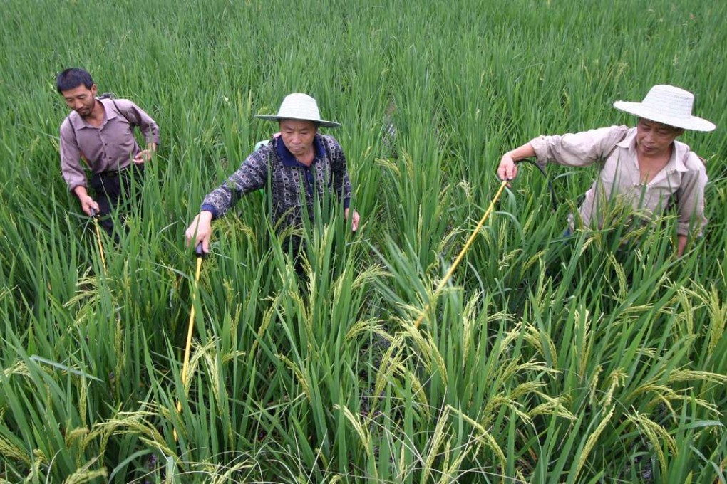 Farmers spray pesticide in a rice field. China is making it easier for farmers to transfer their land rights. Photo: AFP