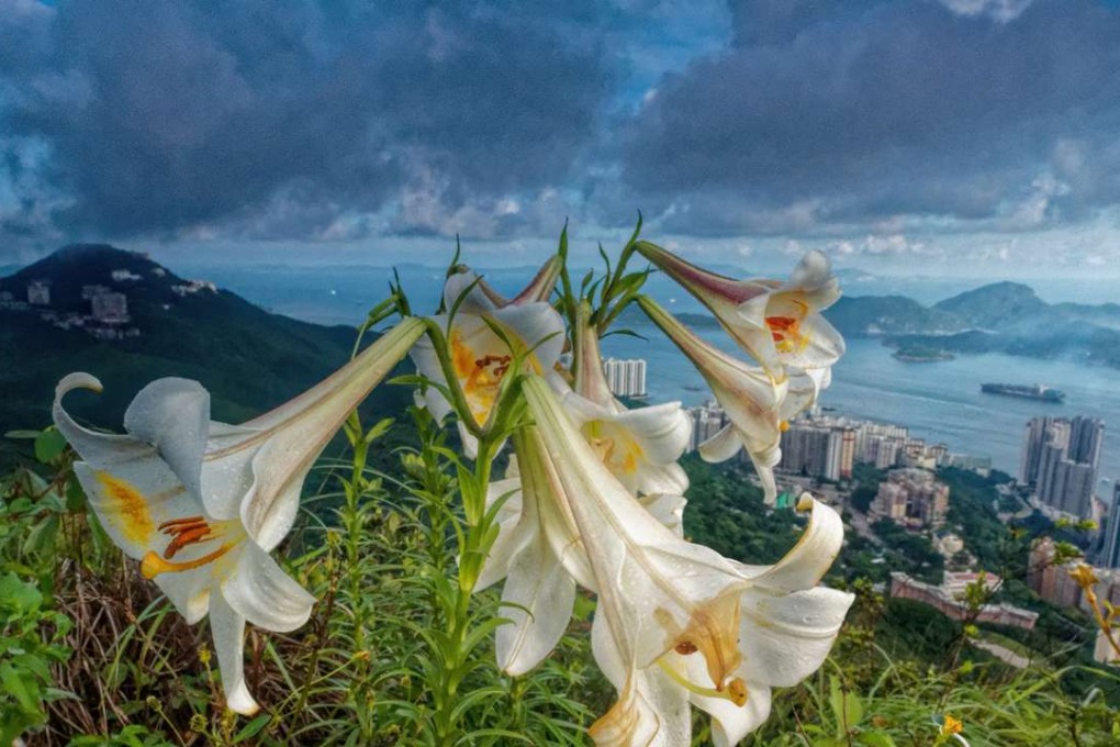 High West, perhaps Hong Kong’s wildest summit. Photo: Martin Williams
