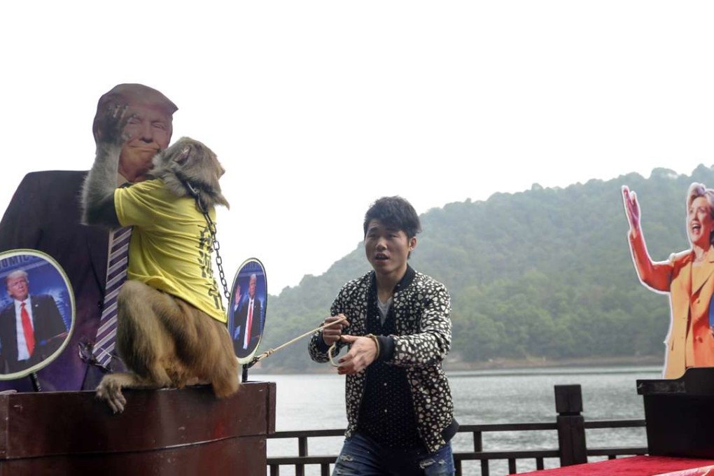 A monkey selects a cardboard cutout of US Presidential candidate Donald Trump during a game to predict the result of the US election, at a park in Changsha, in China's Hunan province. Photo: AFP