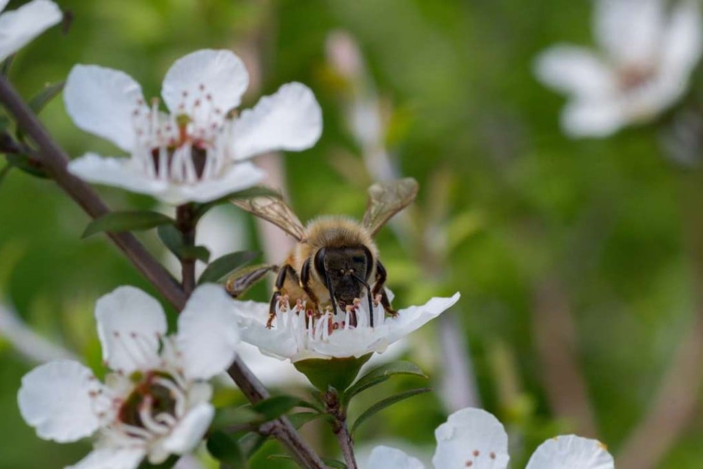 A bee on a manuka plant.