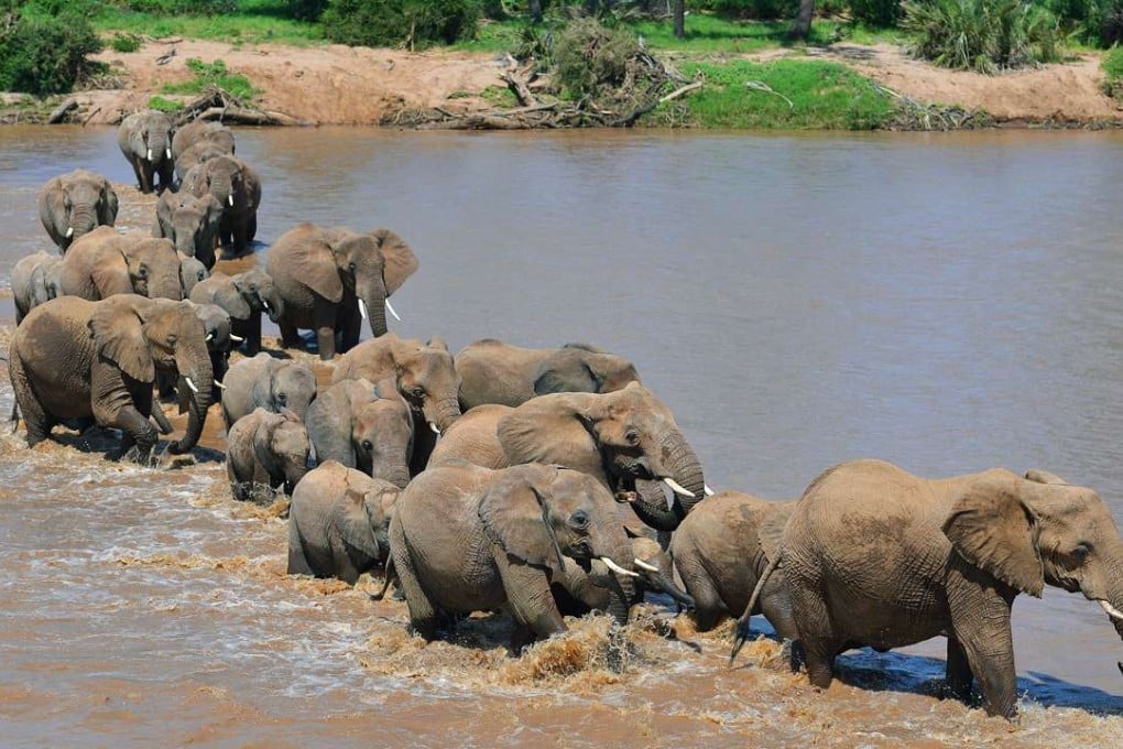 Stocks of global wildlife could plunge two-thirds by 2020, WWF and the Zoological Society of London have warned in a joint report. Photo: AFP