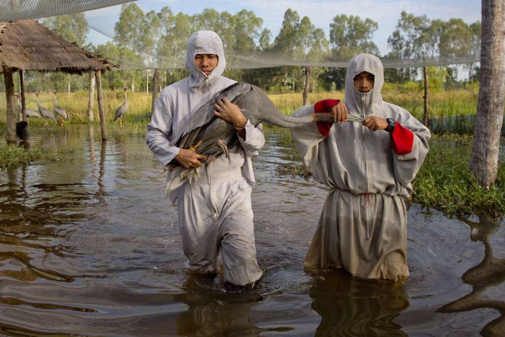 Animal scientists Tanat Uttaraviset (left) and Natawut Wanna in crane suits carry a sarus crane to be reintroduced to the wild at a wetland centre in Buriram, Thailand. Photo: AP