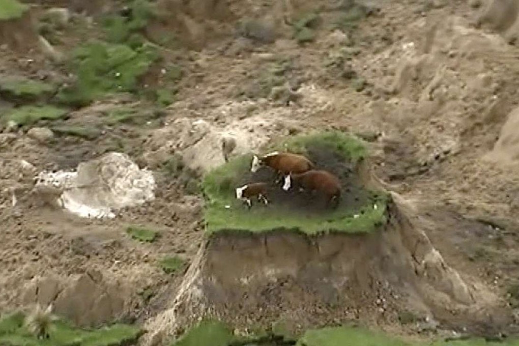 Three cows are stranded on an island of grass in a paddock that was ripped apart by an earthquake near Kaikoura, New Zealand. Photo: AP