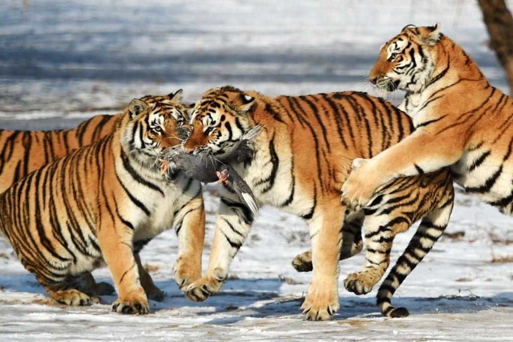 Siberian tigers at the Siberian Tiger Park in Harbin. Photo: Xinhua