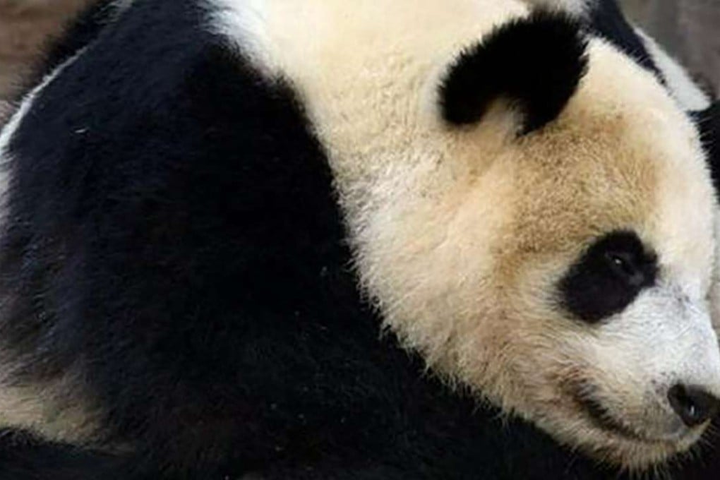 One of the young pandas brought back to China. Photo: Sina.com.cn