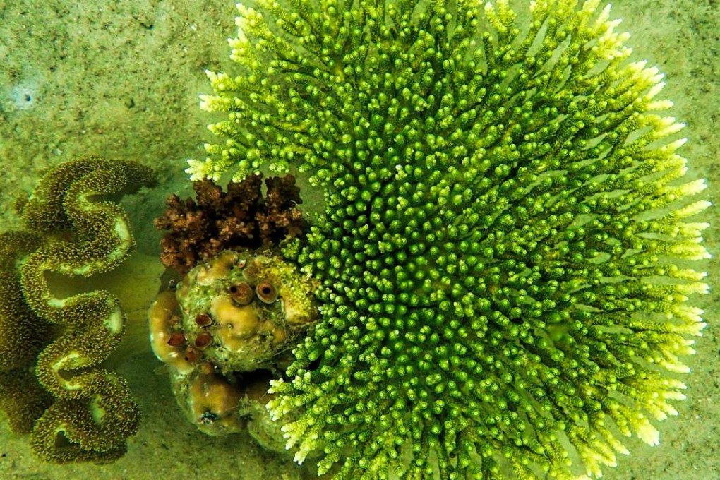 Green coral in the sea off Sawai in Seram, Maluku Islands, Indonesia. Pictures: Martin Williams