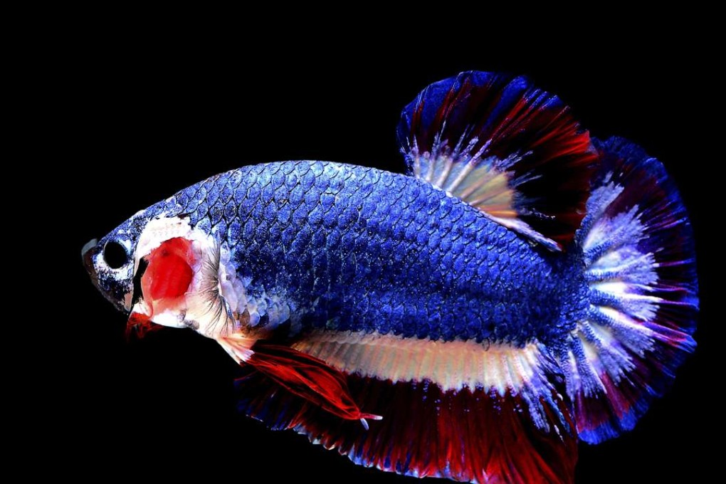 Pictures of the fish’s blue, red and white horizontal stripes went viral upon being posted on a private Betta fish auction group on Facebook. Photo: AP