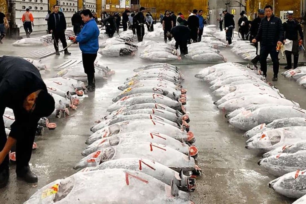 Rows of tuna lined up for auction at Tsukiji market in Tokyo.