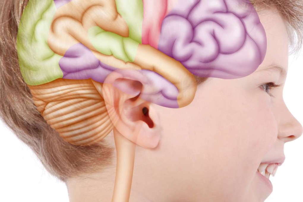 High-fat foods can have an effect on brain development.