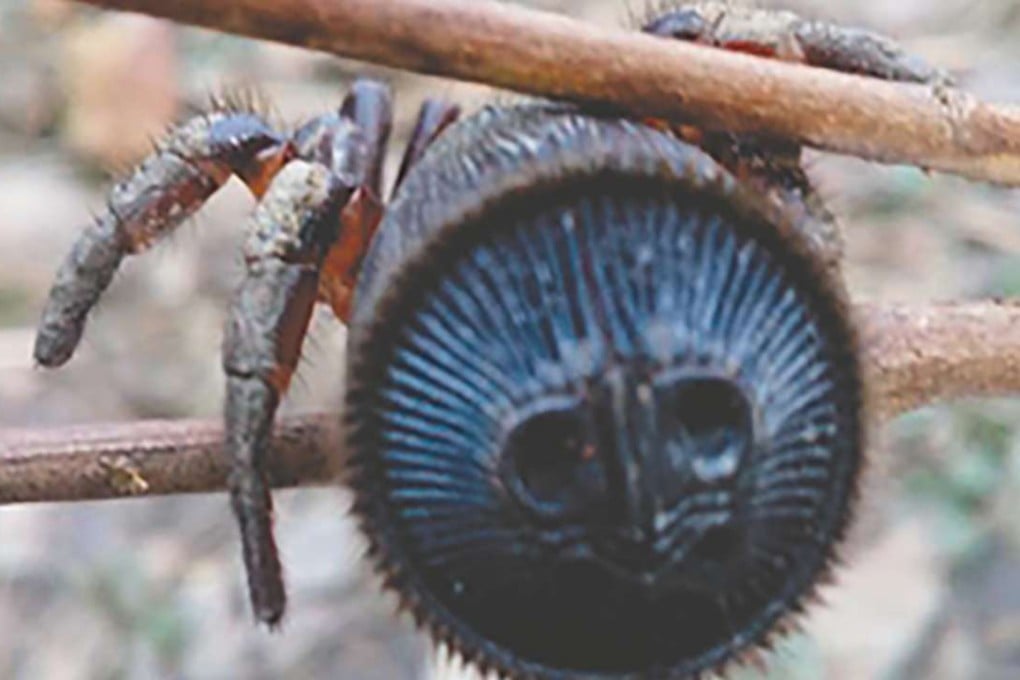 The rare spiders have attracted high prices when sold online in China. Photo: SCMP Pictures