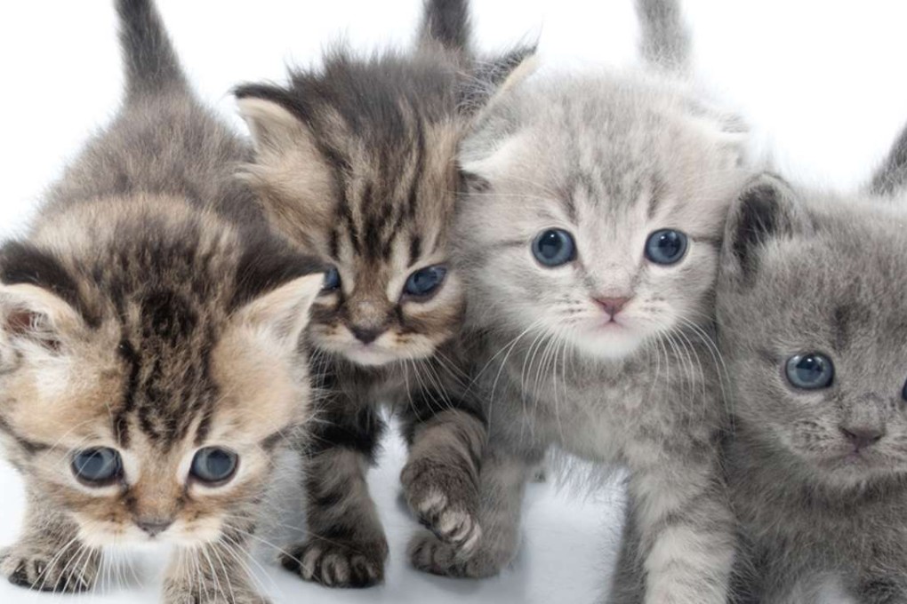 Cats have few innate duties and don’t seem to care whether they please us.