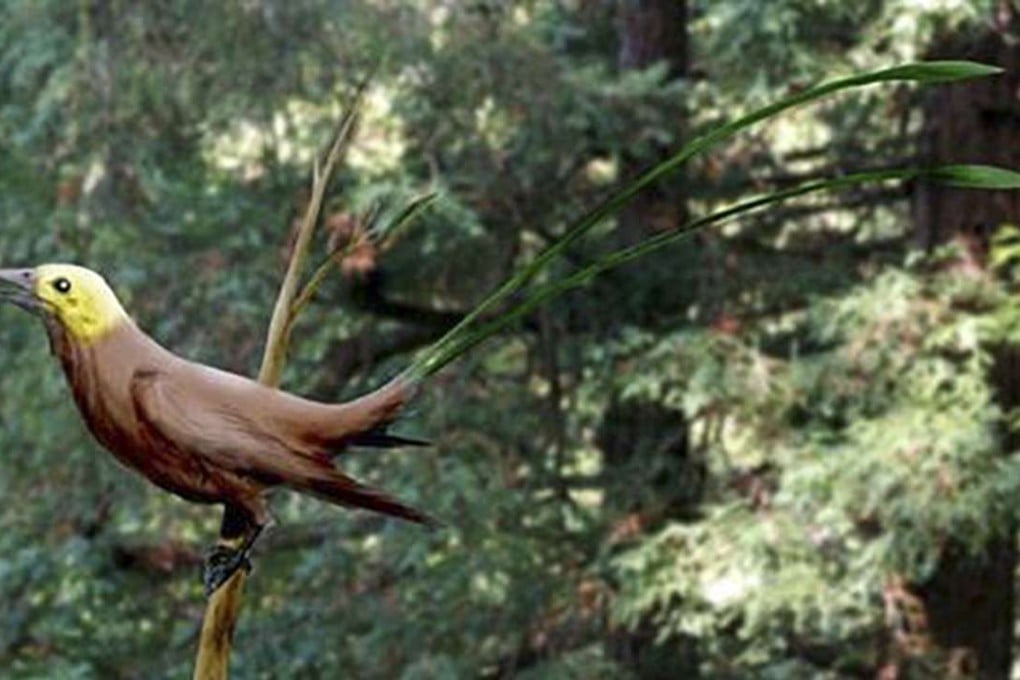 An artist’s impression of the Eoconfuciusornis, an extinct bird that lived 130 million years ago, during the Early Cretaceous period. Photo: Chinese Academy of Sciences