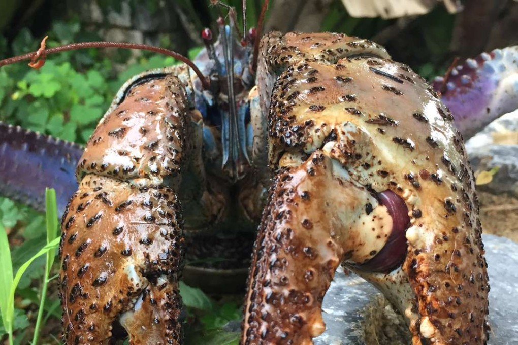 An Okinawa coconut crab. The massive crustaceans can weigh up to 4kg. Photo: Shin-ichiro Oka / Reuters