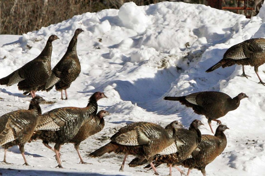 Wild turkeys walk through a snowy farm yard in Williamstown, Vermont. Nearly a half century earlier, the wild birds that have come to symbolise Thanksgiving in the United States, were almost gone from the Vermont countryside. In 2016, they number in the tens of thousands...a success story of wildlife restoration. Photo: AP
