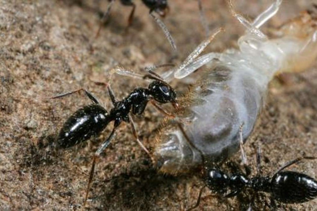A Lepisiota ant killing a termite. Photo: D. Magdalena Sorger