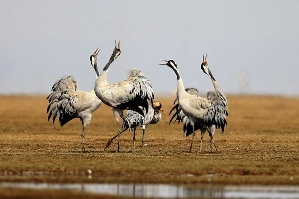 Poyang Lake’s wetlands provide a unique habitat for endangered birds. Photo: Xinhua