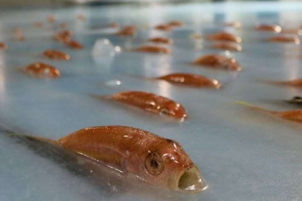 Japan’s Space World theme park froze 5,000 fish into an ice rink. Photo: SCMP Pictures