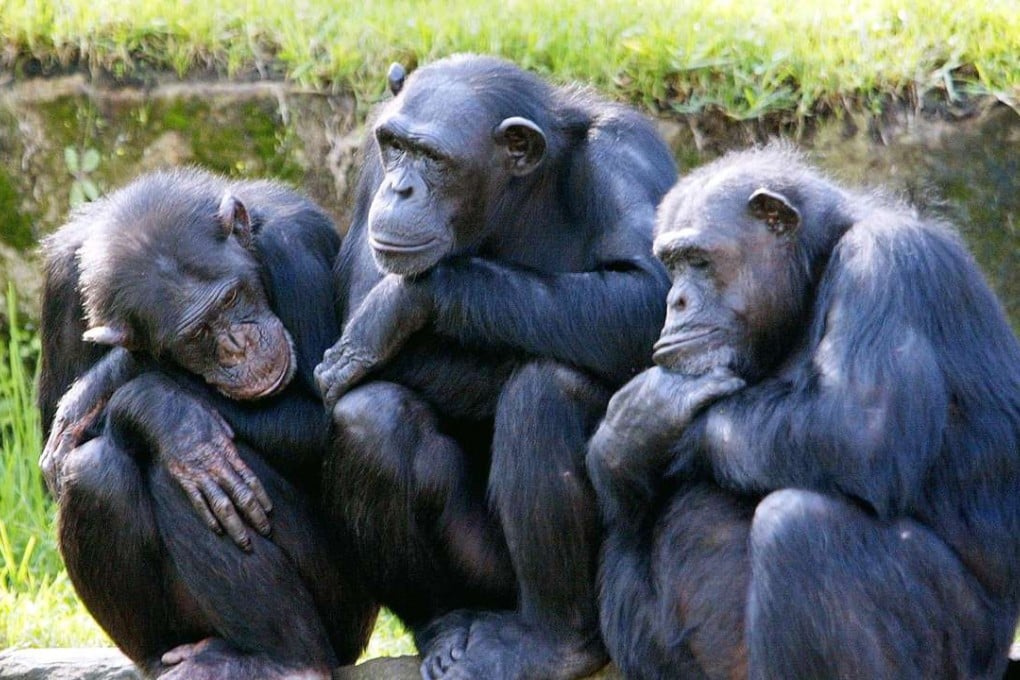 Apparently, interpreting what a butt is saying is crucial to chimpanzees’ reproductive success. Photo: AFP